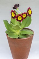 Primula auricula 'Emmett Smith', a gold centred alpine auricula enclosed by wavy, velvety crimson petals