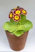 Primula auricula 'Bewitched', a gold centred alpine auricula enclosed by wavy petals in reddish and rich brown shades.