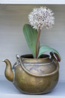 A vintage brass kettle planted with white Allium karataviense,  ornamental onion.