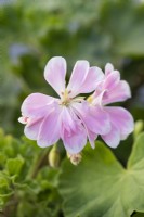 Pelargonium 'Saga', a dwarf pelargonium with pink flowers from early summer.