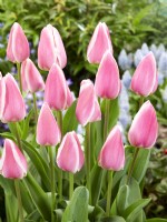 Tulipa Triumph Mandy's Choice, spring April