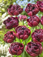 Tulipa Double Late Roadstar, spring May