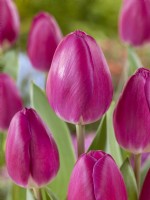 Tulipa Triumph Roeska, spring May