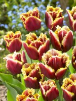 Tulipa Crispa Mercure, spring March