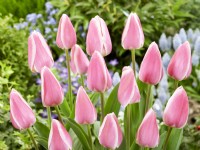 Tulipa Triumph Mandy's Choice, spring April