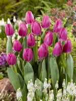 Tulipa Triumph Roeska, spring May