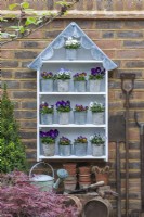 A handbuilt plant theatre with scalloped lead roof is filled with winter-flowering violas, Viola x wittrockiana.