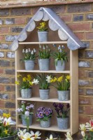 A handbuilt plant theatre with scalloped lead roof is used to display primulas and early spring bulbs such as dwarf daffodils, grape hyacinths, reticulata irises and chionodoxa.