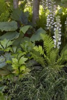 Shady border planting including Acanthus spinosa, Molina caerulea subsp. caerulea 'Edith Dudszus', Rodgersia podophylla and fern. Summer.