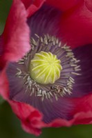 Papaver somniferum with Wool Carder Bee. Summer.