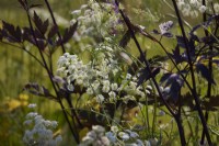 Ammi majus with Actaea simplex Atropurpurea foliage. Summer. 