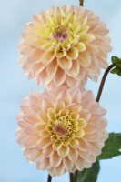 Dahlia  'Princesse Elisabeth'  Alternative spellings Princess Elizabeth  Decorative dahlia  August