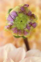 Dahlia  'Princesse Elisabeth'  Alternative spellings Princess Elizabeth  Decorative dahlia flower bud  August