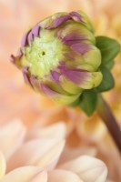Dahlia  'Princesse Elisabeth'  Alternative spellings Princess Elizabeth  Decorative dahlia flower bud  August