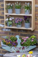 A trug of annual violas, primulas and bellis daisies rests on a table beneath wooden shelving displaying grape hyacinths, reticulata irises, chionodoxa and polyanthus primulas.
