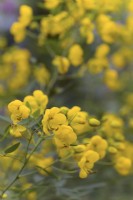 Senna corymbosa syn. Cassia corymbosa