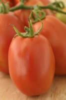 Solanum lycopersicum  'Roma VF'  Plum tomatoes  Picked fruit  Syn. Lycopersicon esculentum  August