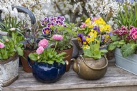 In a spring container display, a blue teapot (left) is planted with Bellis daisies, Bellis perennis, and a brass kettle is planted with cowslips, Primula veris.