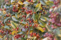 Autumn foliage and berries, Sorbus folgneri Emiel. Close up. Autumn, November