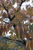 Prunus Taihaku autumn foliage. Close up. Autumn, November