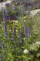 Designer: Carol Klein. RHS Hampton Court Palace Garden Festival 2023. Summer border with Agastache 'Black Adder' and Cenolophium denudatum - Baltic parsley - Summer.