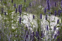 Agastache 'Black Adder' with Perovskia 'Blue Spire' in summer border.