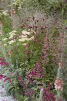 Sanguisorba menziesii, Salvia 'Wendy's Wish', pale achillea and ornamental grasses in summer border.