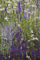 Agastache 'Black Adder' with Perovskia 'Blue Spire' in summer border.