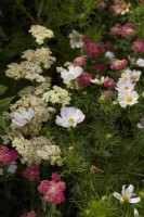 White Cosmos with 'Achillea Salmon Beauty' and Achillea 'Sassy Summer Sangria'. Summer.