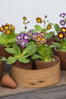 Primula auricula 'Lisa' with 'T A Hadfield' in old wooden flower sieve