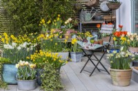 A composite raised deck beside the house, in spring with a mixture of containers planted with daffodils and tulips.