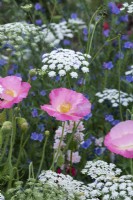 Papaver rhoeas, common or field poppy, mingling with Ammi majus, false bishop's weed