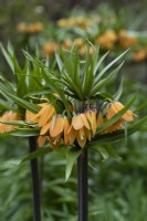 Fritillaria imperialis 'Sulpherino', imperial fritillary, a tall bulb with dramatic light orange flowers flowering in April.