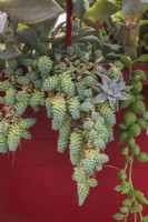 Mixed succulent plants including Graptopetalum paraguayense - Ghost Plant growing in container in summer.