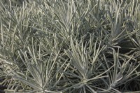 Helichrysum thianschanicum 'Icicles' - Licorice Plant in summer.