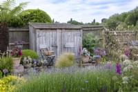 View over lavender plants to a small patio with chairs and pots of clematis, white Allium karataviensis and violas. Bespoke oak storage shed against fence.