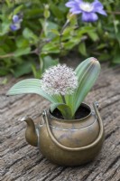 An old brass kettle planted with white Allium karataviense, a low growing ornamental onion with broad, glaucous leaves, and white flowers, 8cm across, made up of 50+ tiny star-shaped flowerlets.