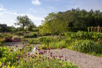 View over a gravel garden with Cirsium rivulare 'Atropurpureum' in the foreground - gravel path to pond 