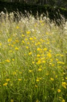 Ranunculus - Buttercups growing in grassland in a meadow 