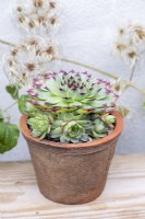Sempervivum 'Sir William Lawrence', houseleek, a succulent with green rosettes of fleshy leaves with a distinctive red tip.