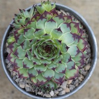 Sempervivum 'Sir William Lawrence', houseleek, a succulent with green rosettes of fleshy leaves with a distinctive red tip.