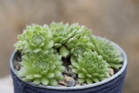 Sempervivum 'Pekinese', houseleek, a succulent with light green rosettes of short plump leaves covered in a fine web of hairs.