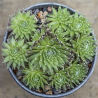Sempervivum 'Sprite', houseleek, a succulent with some purple silver-haired rosettes, that turn pale as the summer progresses.