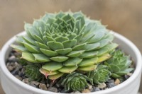 Sempervivum 'Limelight', houseleek, a succulent with large rosettes of lime green leaves with tiny pink tips.