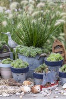 A large pot of Sempervivum arachnoideum and Carex 'Evergreen' is surrounded by (left to right): S. arachnoideum bryoides, S. 'Sprite', S. 'Heigham Red' and  S. 'Pekinese'.