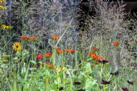 Mixed perennial planting of Melica altissima with Cosmos atrosanguineus 'Black Magic' and Lychnis chalcedonica - Maltese Cross