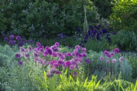 View of the Scented Garden at Cambridge Botanic Gardens with Alliums planted between clumps of Achillea 'Moonshine', hyssop, nepeta and irises. May.