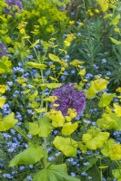 Smyrnium perfoliatum, Perfoliate alexanders self seeded with Forget-me-not and Allium, May.