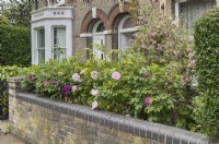 Rosa rugosa hedge, in front garden of Victorian terraced house, flowering in early summer showing neat habit produced from winter training. May