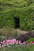 An opening in a laurel hedge is seen over a clump of pink  'Bella Blush', emerging in an informal mixed border.